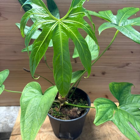 アンスリウム | STORES