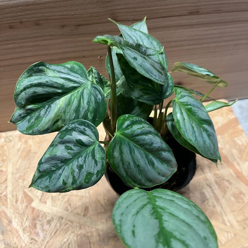フィロデンドロン ソディロイ バリエガータ | GREEN LUCK