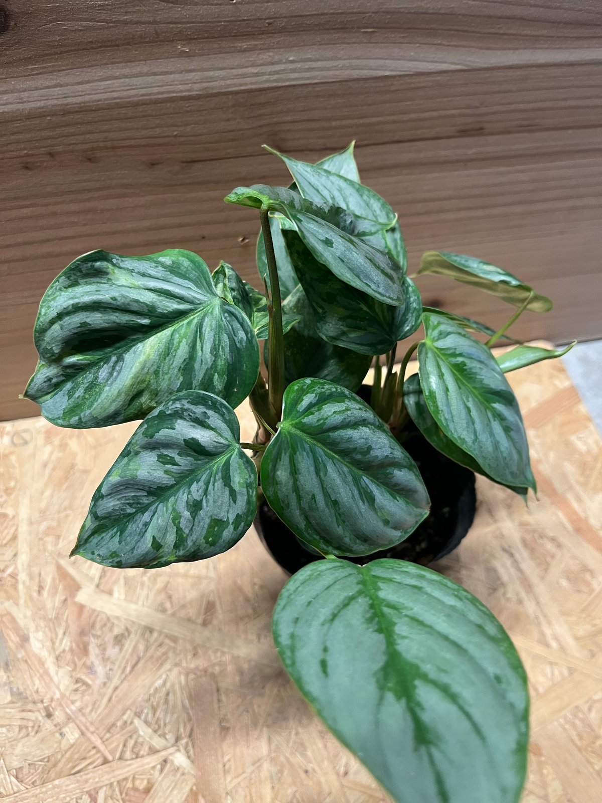 フィロデンドロン ソディロイ バリエガータ | GREEN LUCK