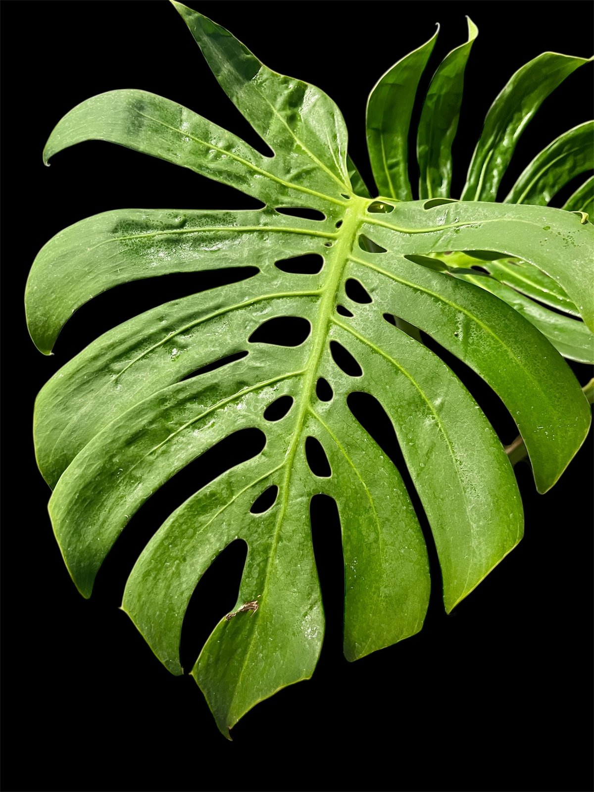 モンステラ デリシオーサ マクロコズム | GREEN LUCK