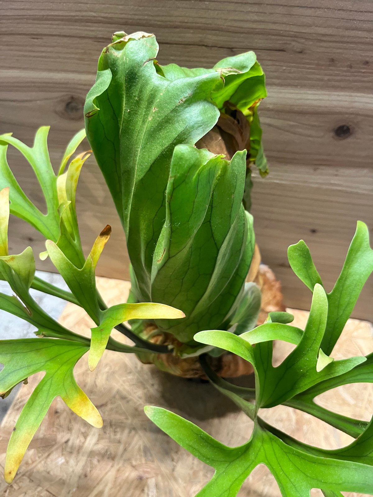 mt.kitshakood Queen 大株 mt.kitshakood Queen 大株