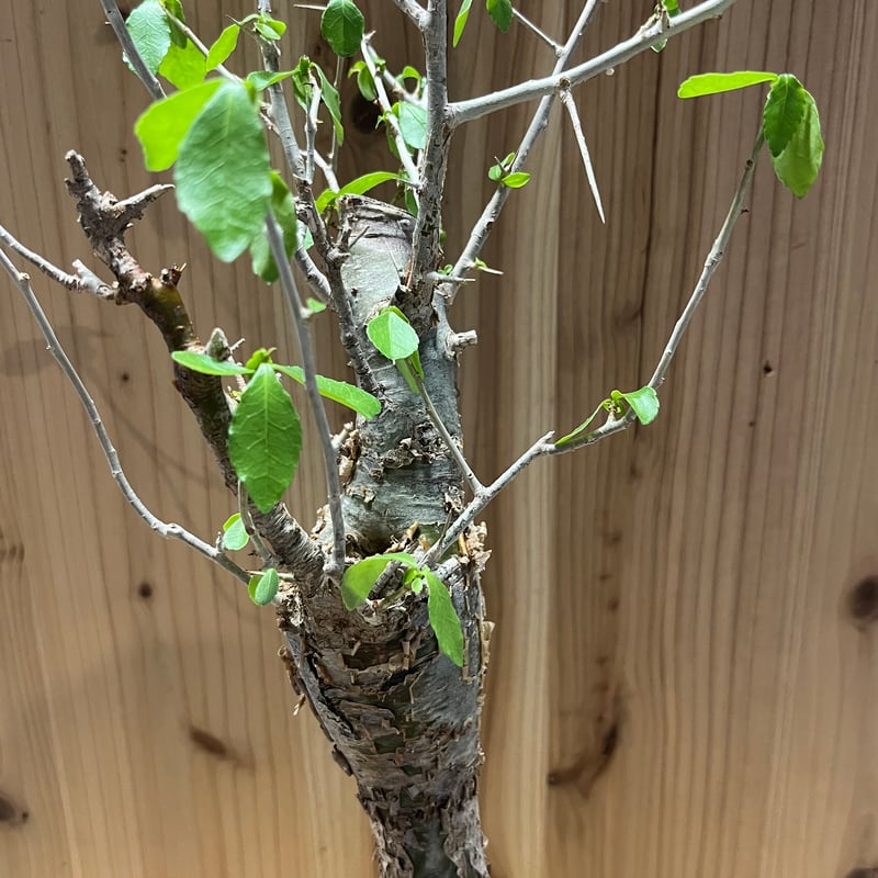 bon25です コミフォラ エミニー fit=scale-down,w=1200