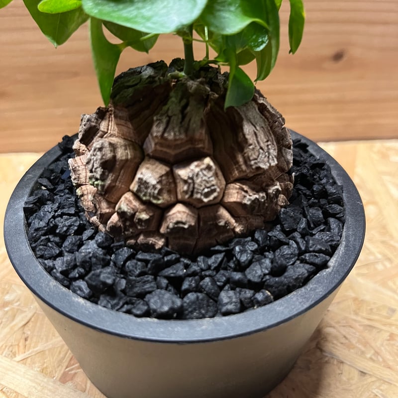 亀甲竜 ディオスコレア エレファンティペス | GREEN LUCK