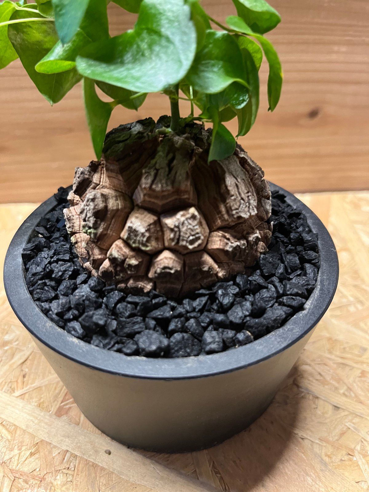 亀甲竜 ディオスコレア エレファンティペス | GREEN LUCK