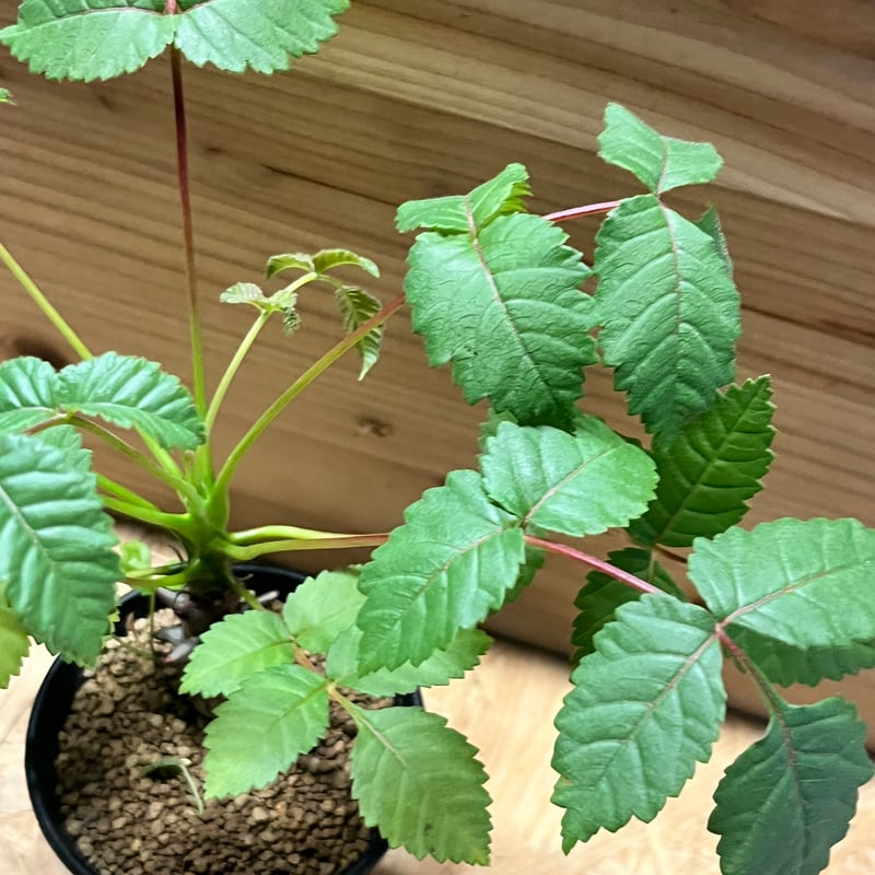 【実生】ベイセリアメキシカーナ ベイセリア：メキシカーナ 3号鉢植え の通販 | 園芸ネット