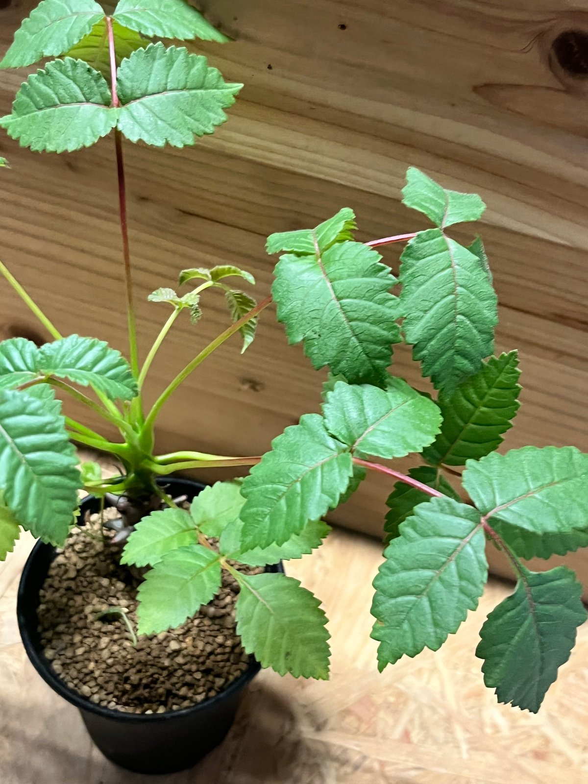 ベイセリア　メキシカーナ ベイセリア・メキシカーナ | trigger