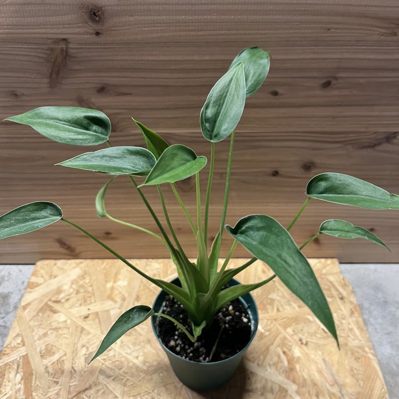 アロカシア タイニーダンサー | GREEN LUCK