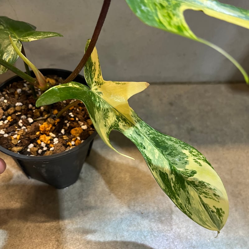 フィロデンドロン フロリダビューティー | GREEN LUCK