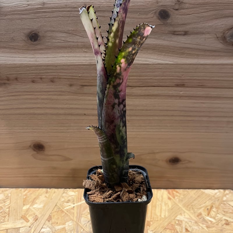 ビルベルギア 現品】ビルベルギア・ブラックパール Billbergia Black Pearl(Las