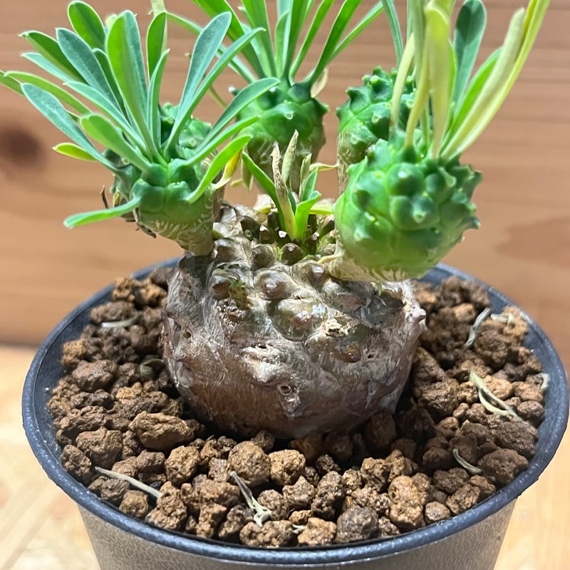 ユーフォルビア　峨眉山 1点もの】ユーフォルビア 峨眉山＋DULTONポットセット(シルバー)の通販