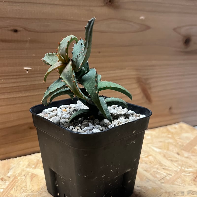 アロエ カスティロニアエ | GREEN LUCK