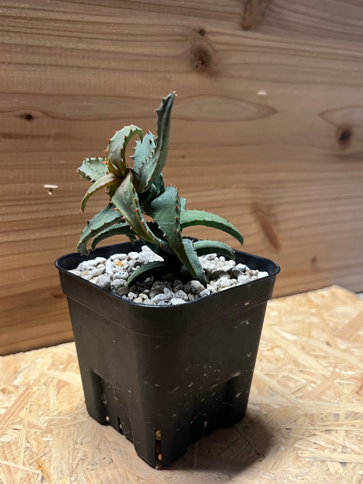 十兵衛×カスティロニアエ 植物 アロエ・カスティロニアエ | nebachi