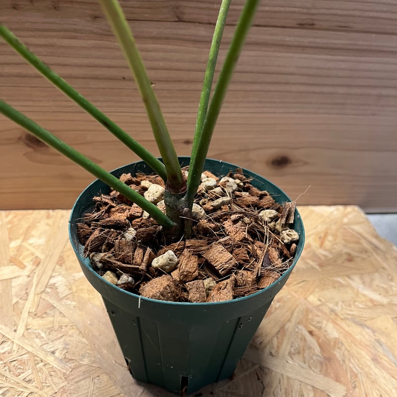 フィロデンドロン ロンギロバム レラノ ミヤノ | GREEN LUCK