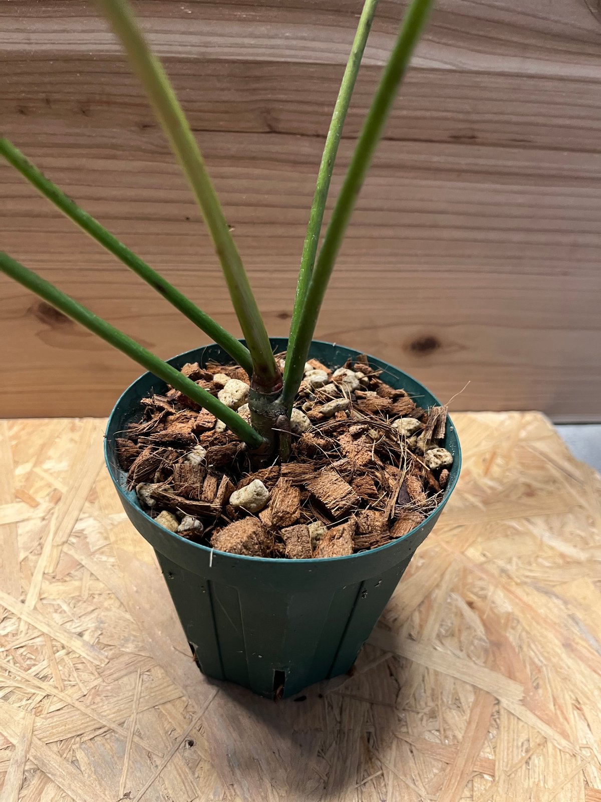 【希少さ植物】 フィロデンドロン レラノ ミヤノ Yahoo!オークション -「フィロデンドロン レラノ ミヤノ」の落札