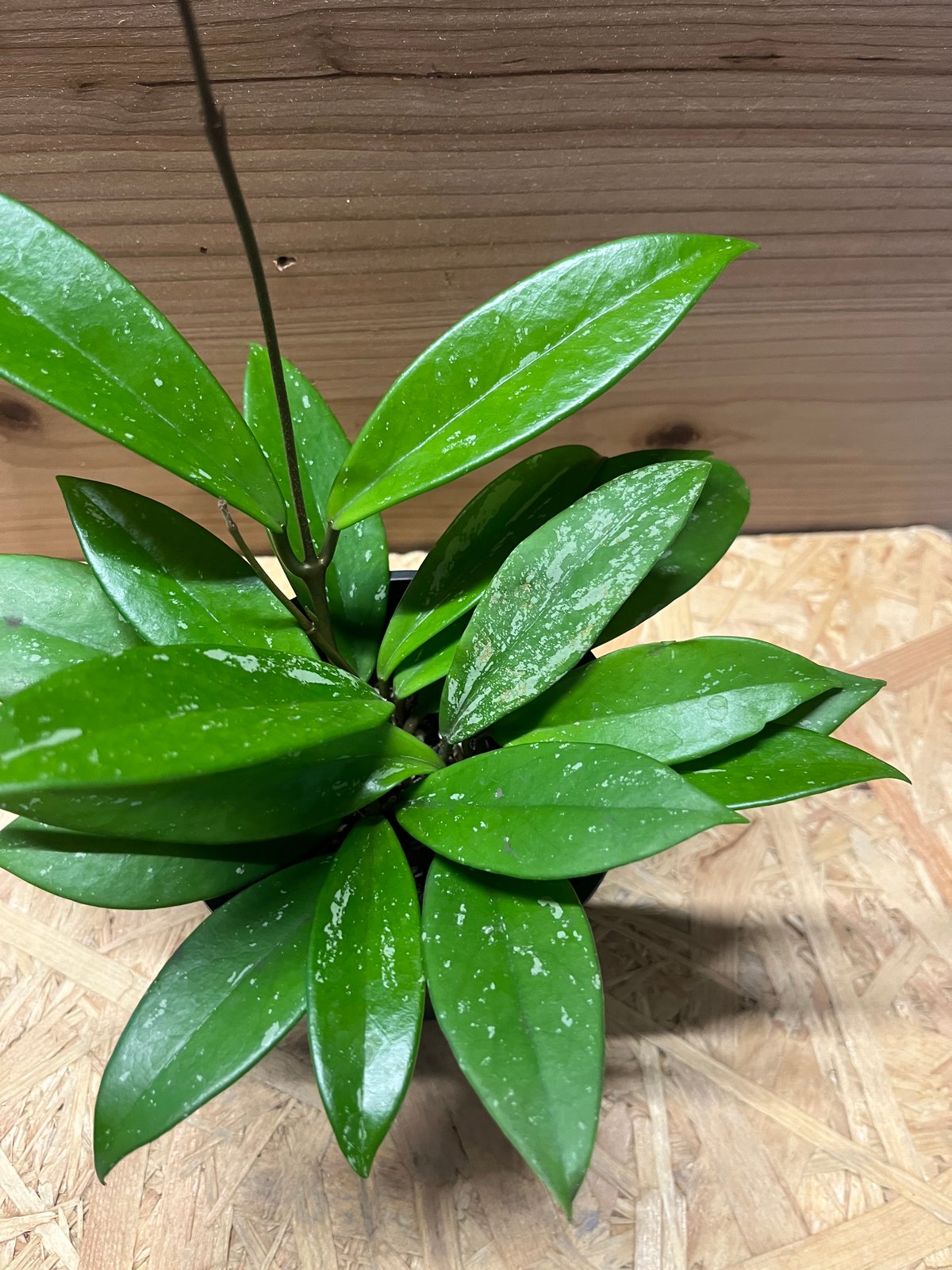 ホヤ プビカリクス スプラッシュ | GREEN LUCK