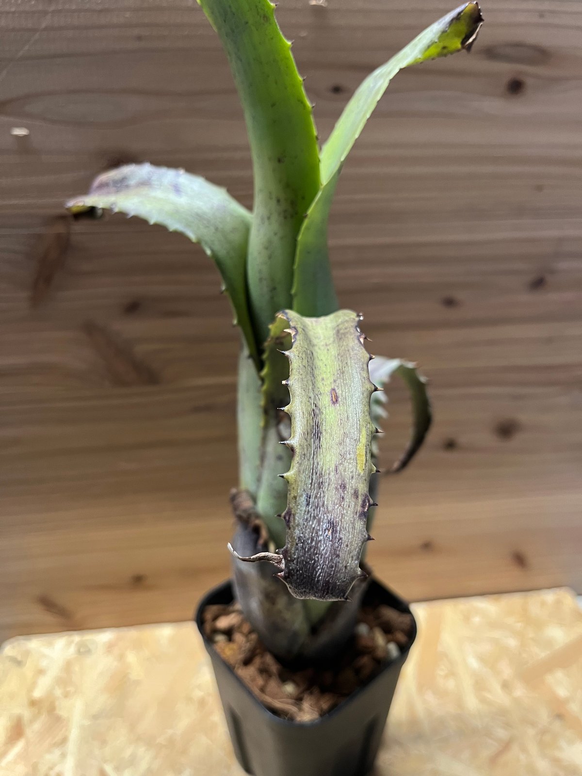 a様専用エクメア トカンティナ | GREEN LUCK