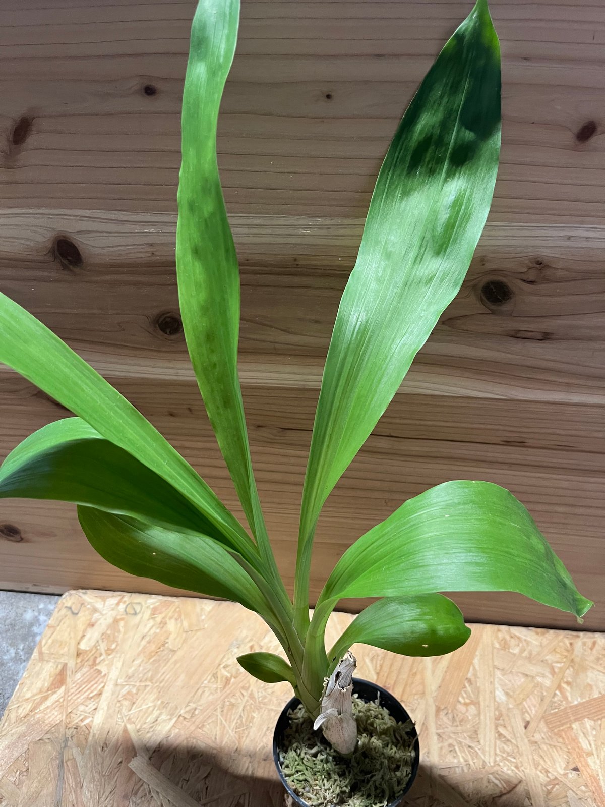 タケノコ蘭 SVO 選別個体 Midnight Soul カタセタム タケノコ蘭 SVO 選別個体 Midnight Soul カタセタム 2025年最新