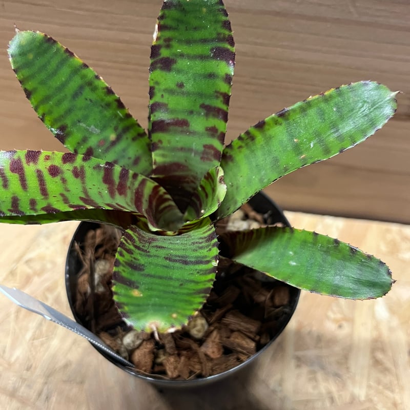 ネオレゲリア ビーズニーズ | GREEN LUCK