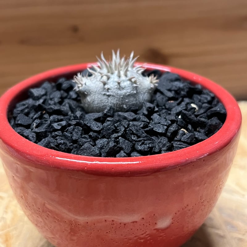 大株　パキポディウム 恵比寿大黒 園芸ネット本店｜パキポディウム：恵比寿大黒 3号鉢植え 25-01 の通販