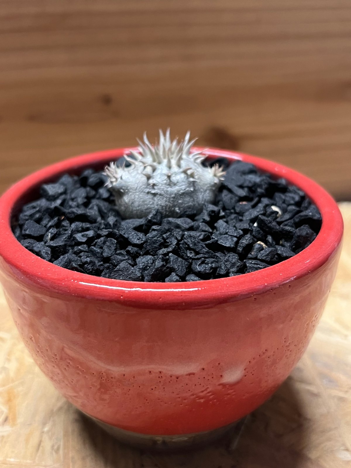 パキポディウム 恵比寿大黒×伝市鉢 別注 | GREEN LUCK