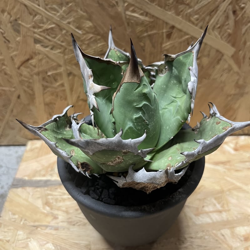 アガベ クチバシ」と呼ばれる貴重なアガベを譲って頂きました。 台湾