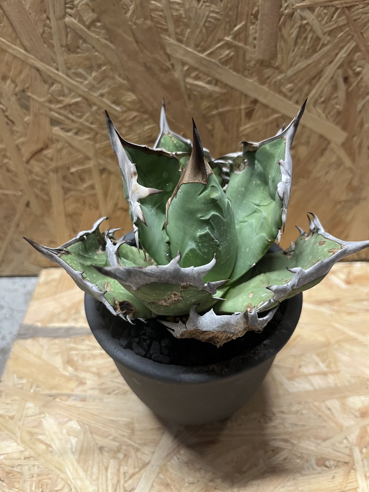 アガベ オアハカオテロイ 2世 ブルー 現地実生 選抜 チタノタ 谷栄一様速達対応 アガベ チタノタ オテロイ オアハカ実生 選抜