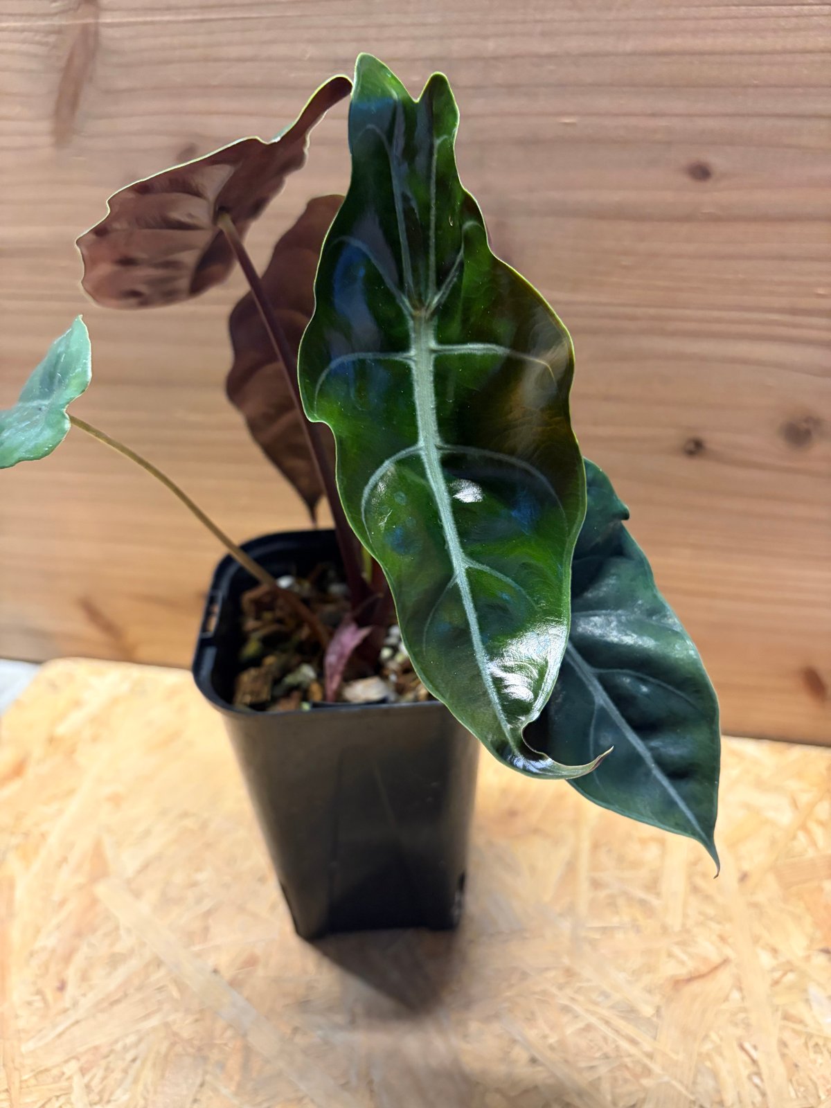 アロカシア 'シャントリエリ' | GREEN LUCK