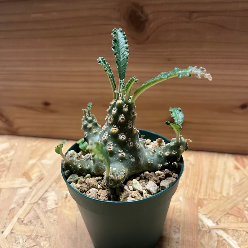 ドルステニア ラブラニー | GREEN LUCK