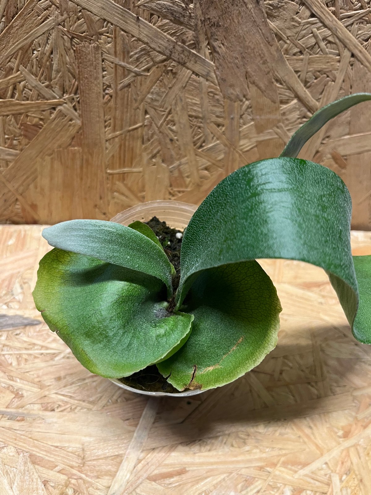 フーンシキ　Foonghsiqi ビカクシダ ビカクシダ フーンシキ | GREEN LUCK