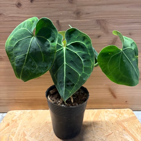 アンスリウム | STORES