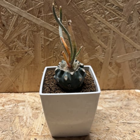 カプトメデューサ | STORES