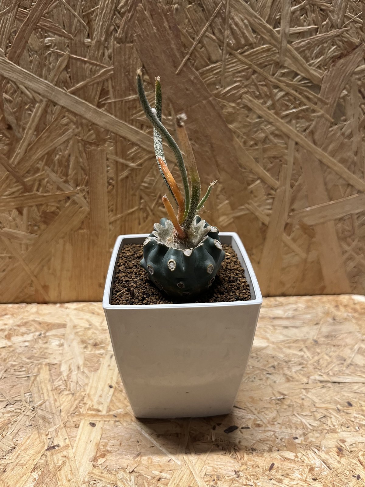 希少❗️斑入り❗️アストロフィツム　カプトメデューサ✨ アストロフィツム カプトメデューサ 斑入り | GREEN LUCK