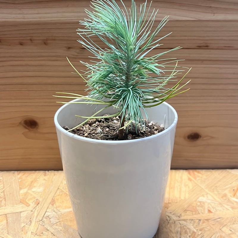 マルチネス ピニョンマツ | GREEN LUCK