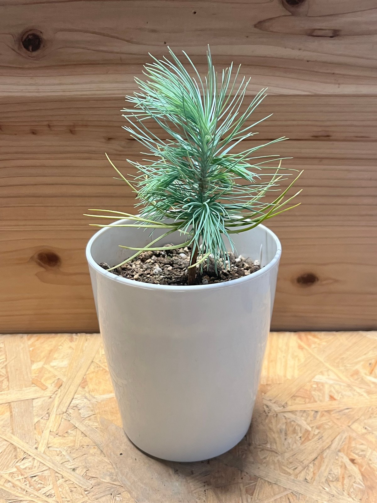 マルチネス ピニョンマツ | GREEN LUCK