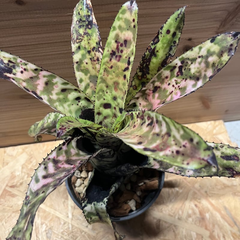 エクメア オーランディアナ シーディング | GREEN LUCK