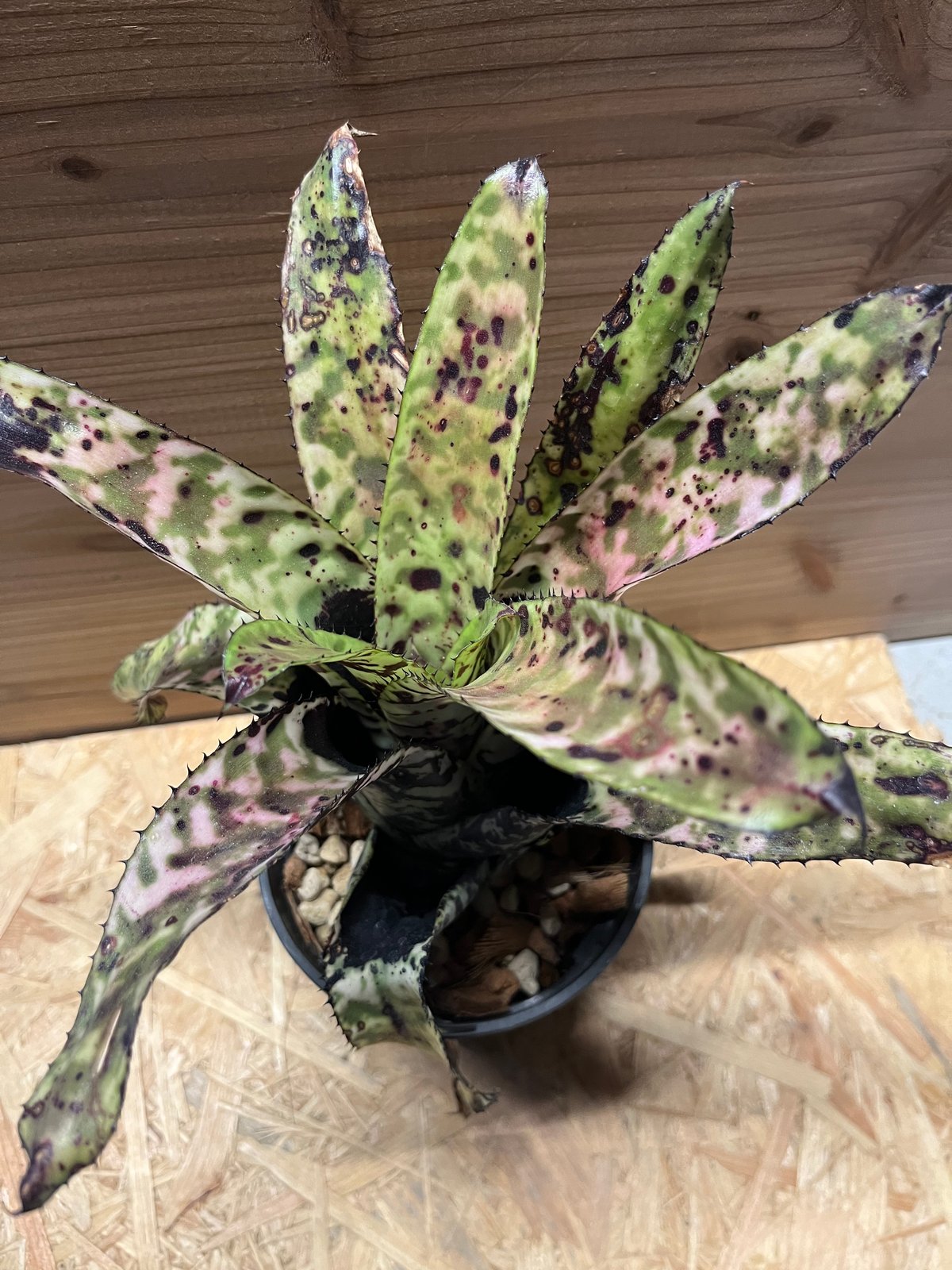 エクメア　オーランディアナ エクメア・オーランディアナ Aechmea orlandiana 育て方 図鑑