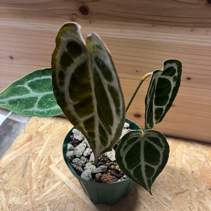 アンスリウム マグニフィカム×フォルゲッティ | GREEN LUCK