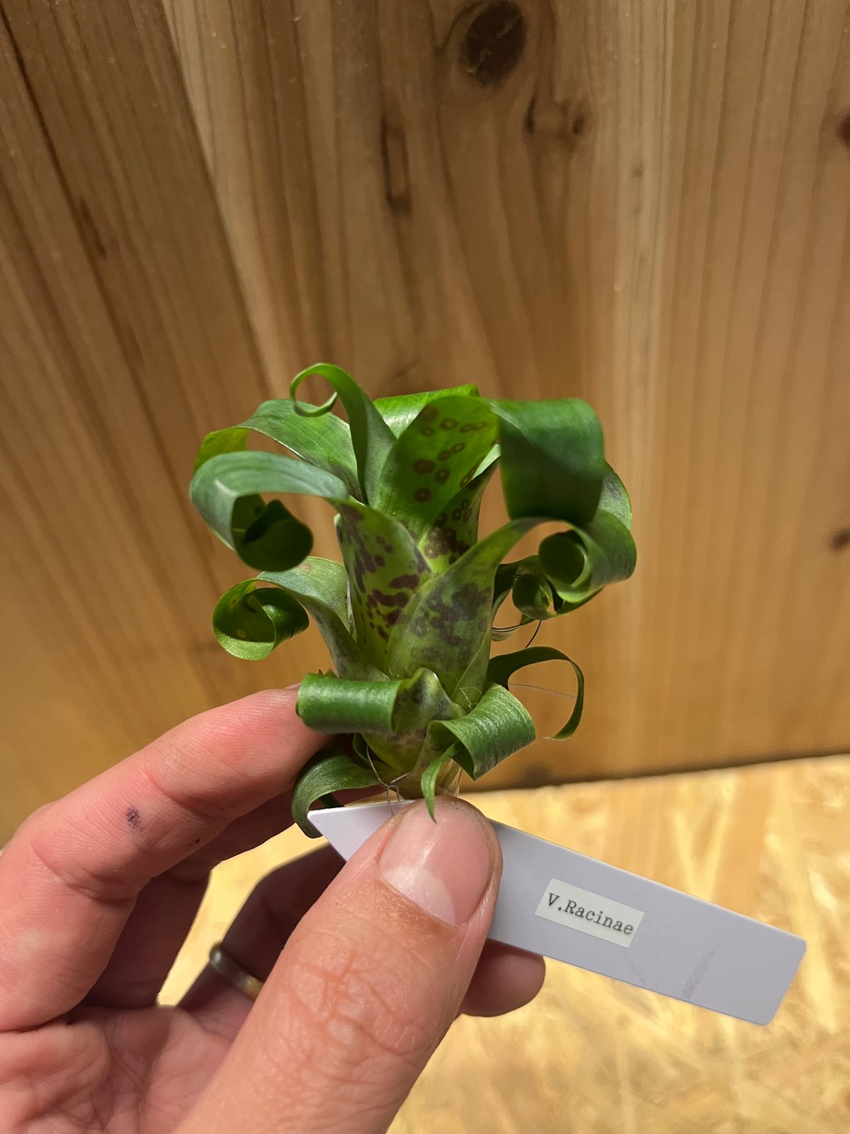 フリーセア ラシナエア | GREEN LUCK