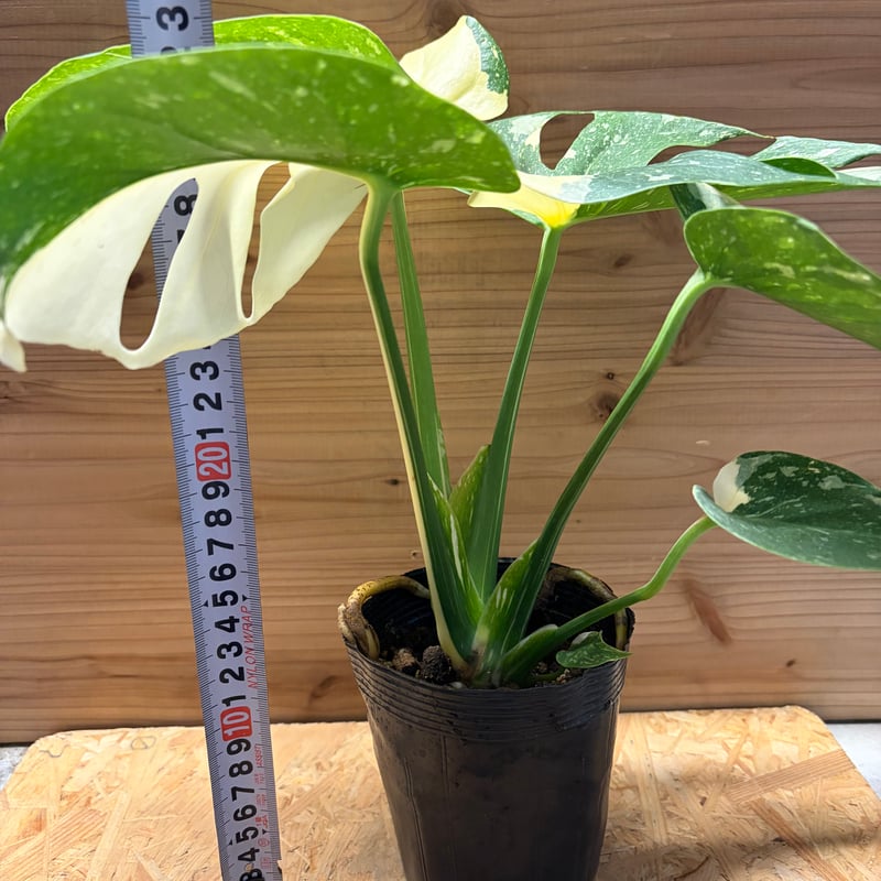 モンステラ デリシオーサ タイコンステレーション | GREEN LUCK