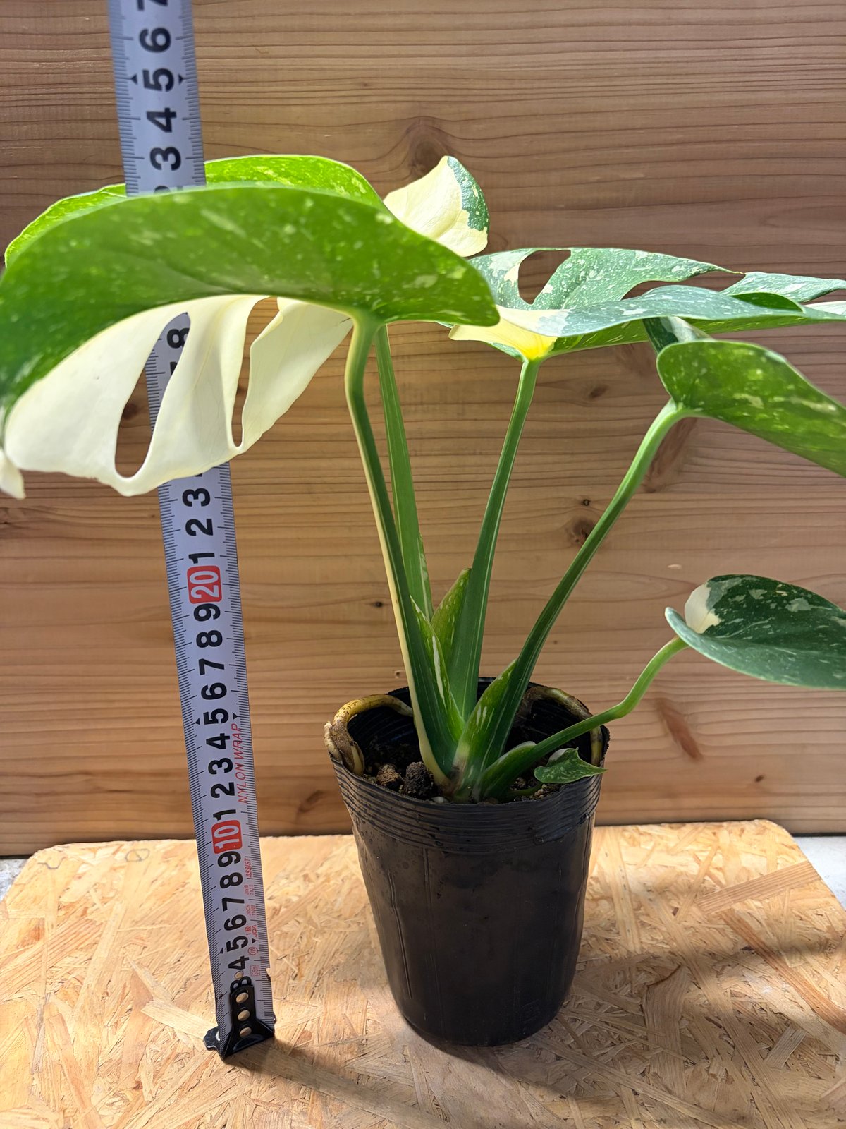 ❤️ モンステラさま❤️ monsu8whsera.jpg