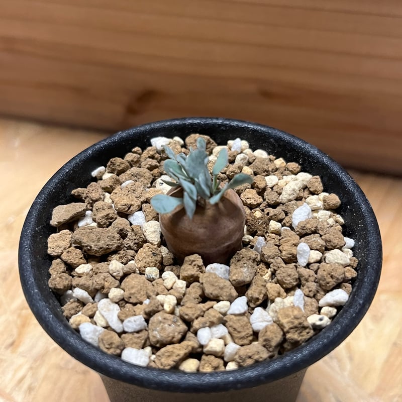 オトンナ カカリオイデス 実生 | GREEN LUCK