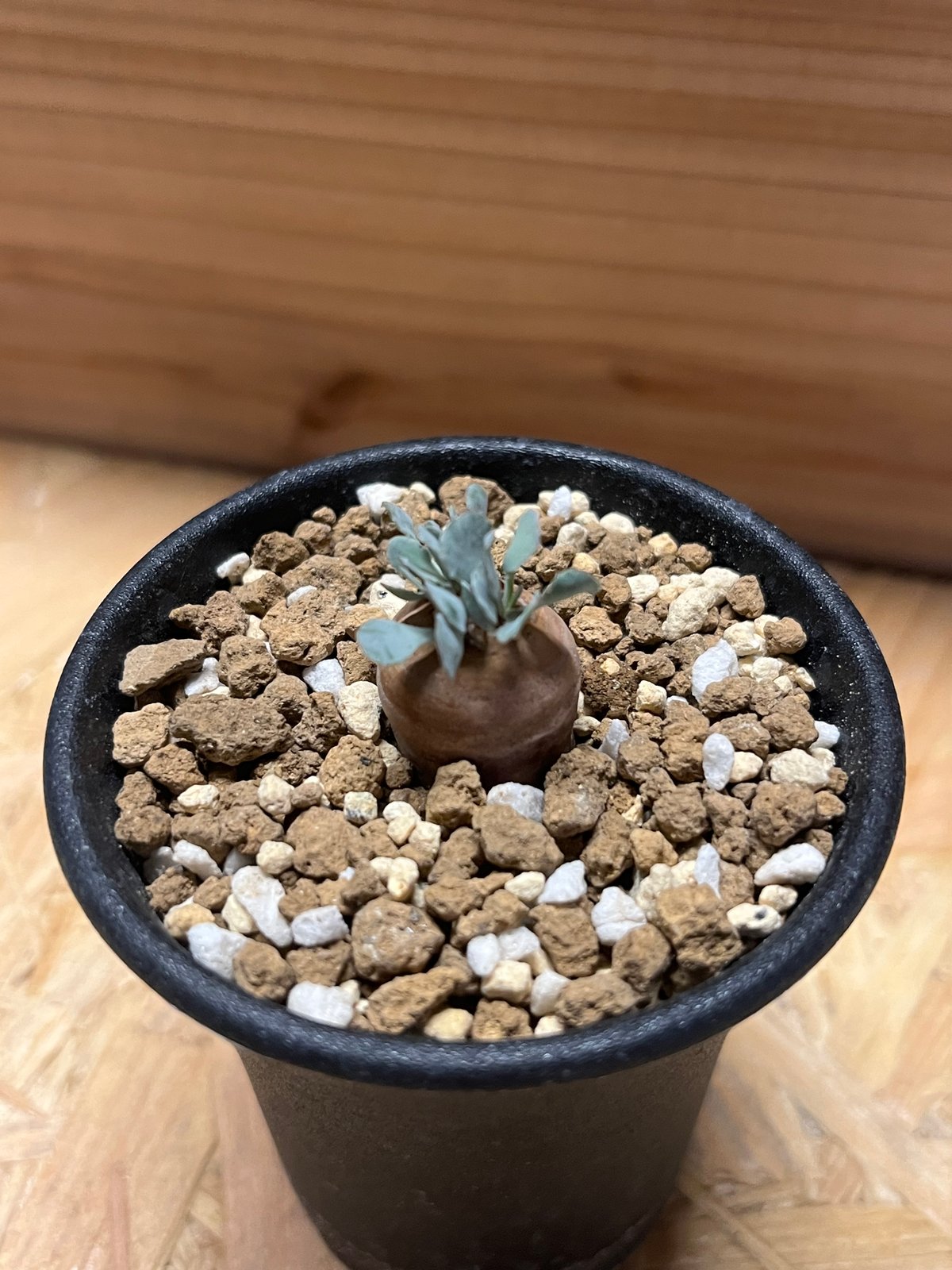 H*H様 オトンナ カカリオイデス 実生4年生4株セット オトンナ カカリオイデス | hanayoshi-botanical