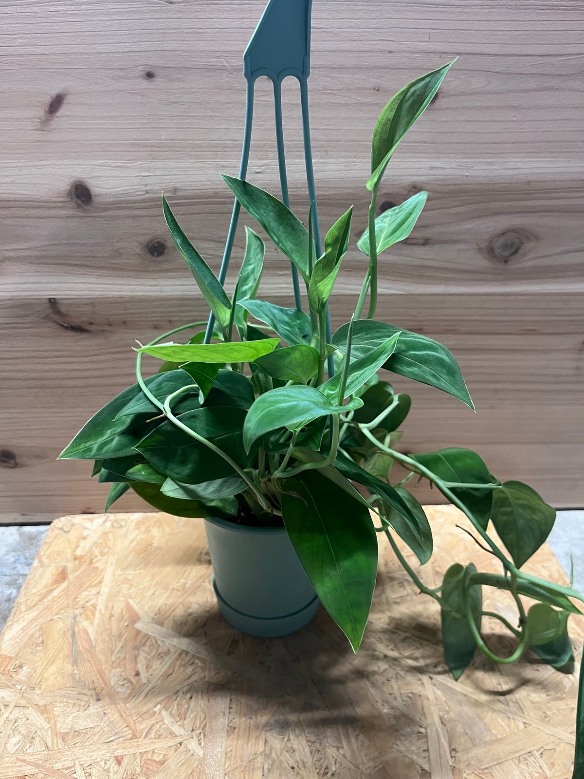 モンステラ 2224 | GREEN LUCK