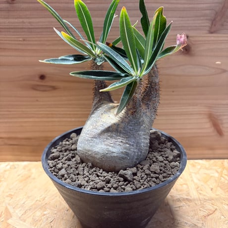 パキポディウムグラキリス | STORES