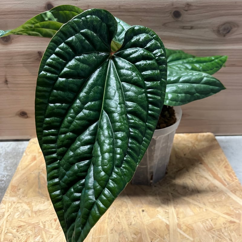 Anthurium luxurians アンスリウムルクスリアンス 美株】Anthurium luxurians アンスリウム ルクスリアンス - メルカリ