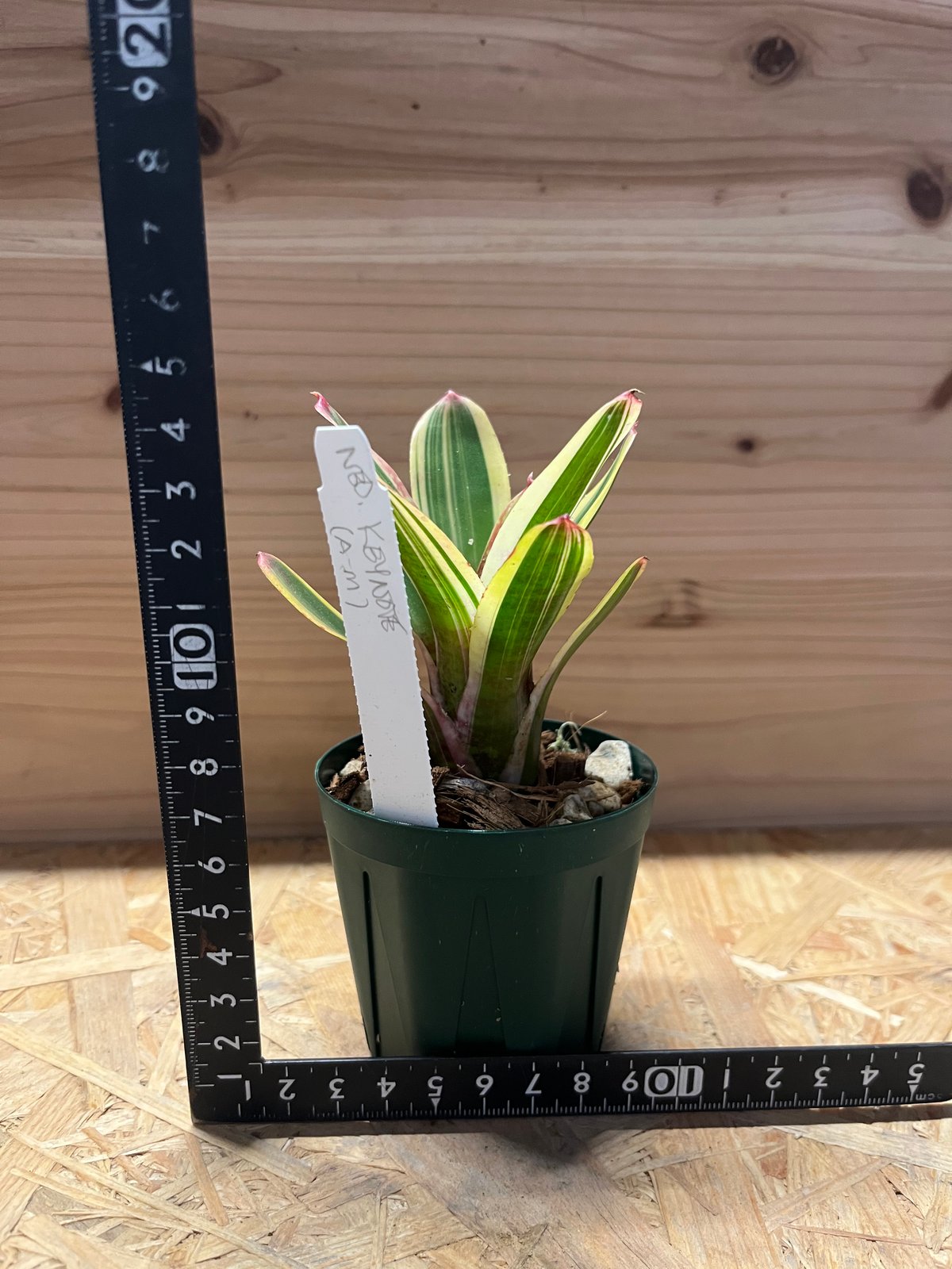 ネオレゲリア キーノート | GREEN LUCK