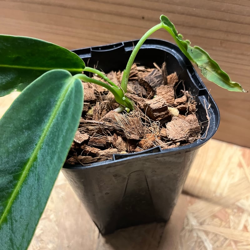 アンスリウム ワロクアナム | GREEN LUCK