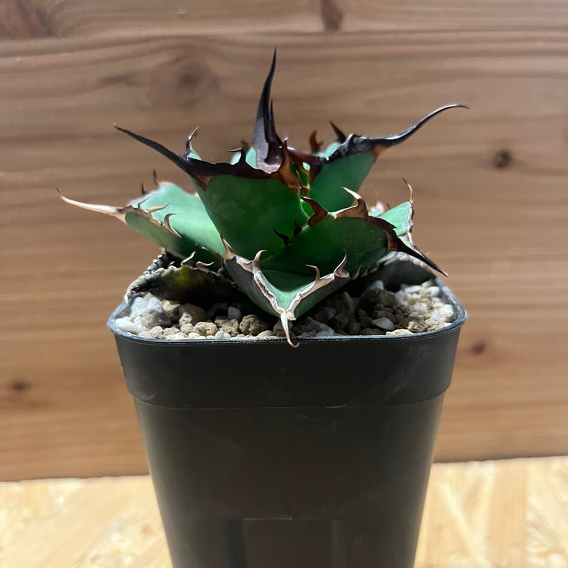 アガベ チタノタ ハデス 黒帝斯 恐龍牙歯 | GREEN LUCK