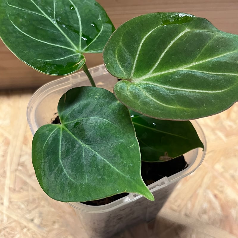 アンスリウム キングオブスペード （HU） | GREEN LUCK