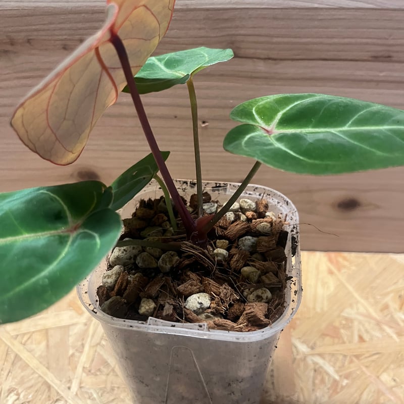 アンスリウム　レッドクリスタリナム×ホフマニー　レッド　サイナス　激レア アンスリウム レッドクリスタリナム×ホフマニー レッド サイナス